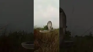Flying Snakes