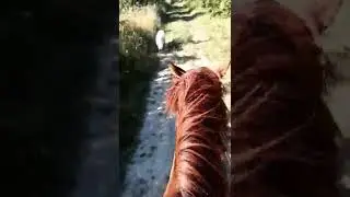 Лошадь в лесу 🐎⛰️ #лошади #лес