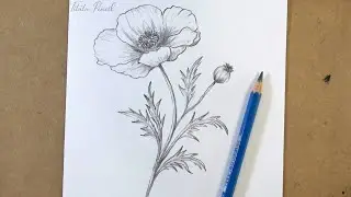 POPPY FLOWER Drawing Made Easy in Just 10 Minutes