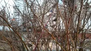 DEXP Ursus 9PV 3G test video