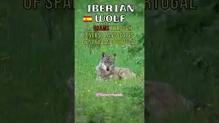 🐺 Iberian Wolf resting #wolf #animals #spain #shorts