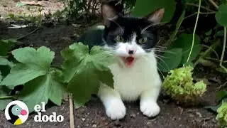 Pregnant stray cat enters woman's home to have babies | Adopt Me! | The Dodo