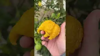 Необычный лимон в Португалии , апельсины на деревьях на заправке