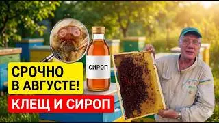 Как не допустить роевое состояние пчел Противороевые отводки