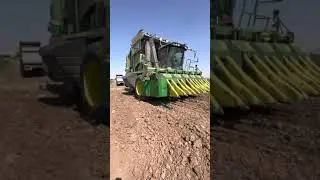 Pamuk toplama #cotton #pamuk #farm