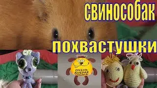 Свинособак Похвастушки/Свинка с повадками собаки/Моя Юху /Морские свинки Чижик и Пыжик