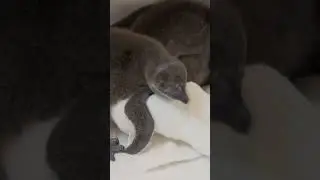 Pinguins africanos começam a se adaptar ao zoo 🍼🐧 #OZoológicoDeSanDiego