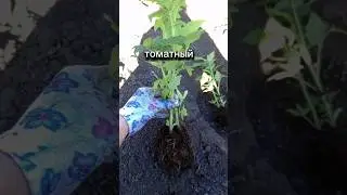 САЖАЮ ПО ДВА В ЛУНКУ Томаты на поле, растут КАК КАРТОШКА