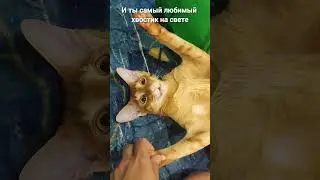 желаю также кайфовать, как Лекс #cat #топ #интересно #кот #смешно #лекс #ориентал #кайф #юмор