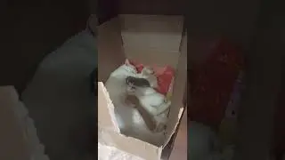 Кошка кормит котят