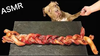 Dog MUKBANG Pitbull Eating Bull Penis