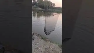 Платная рыбалка , пруд Чёрные камни 24.08.22. Осётр.