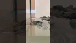 Жду гостей в Школе № 1296