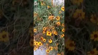 Beautiful flowers 🌺🌹