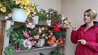 Запасаем бегонию на зиму. Черенкуем