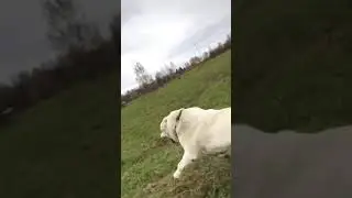 Собака старшего брата!