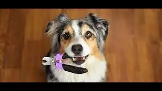 Tuesday trng tip How to trim your dogs nails 1
