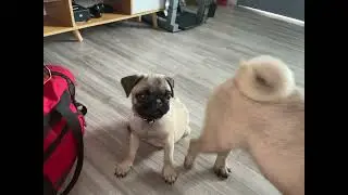 Xoe likes her new diaper… zooming with Puga🤣🤣🤣🤣