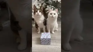 Мята и Аляска подготовили подарок хозяйке🤭🎄 #cat #christmas