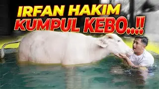 BERENDAM BARENG KEBO BULE.. AMAN GAK..?!