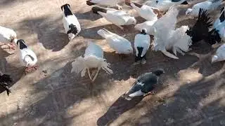 Наши бойные Голуби, вечерний гон.