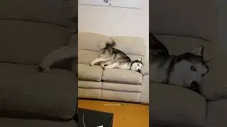 Normal dogs vs Huskies🤣🐕#shorts #dog #doglover #dogs #husky #huskydog