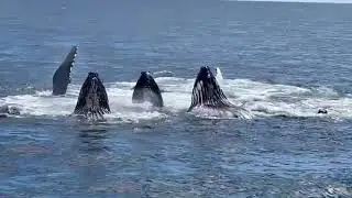 Humpback Whales Bubble Net Feeding #shorts #whalewatching