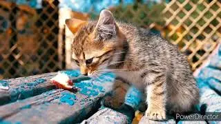 cat vedios