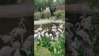 Розовые очки или розовые фламинго