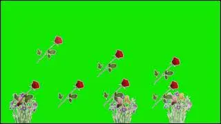 green screen flowers effect no copyright