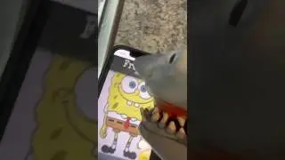 FREAKBOB CALLS SHARK PUPPET!