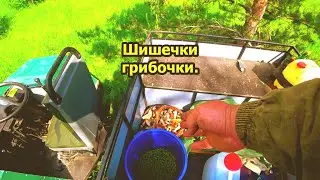 Дегтярное мыло от комаров. Отличная грибная охота. Шишки сосновые.