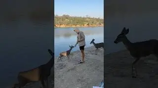 Morning routine w/ our new deer 😳 