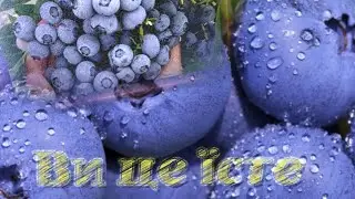 Ви це їсте! Ягода яка до вподоби чи не кожному...(користь і те що треба знати)