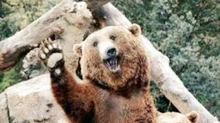 Brown Bear Long Version | Local Explorer Funny Documentary Edit 