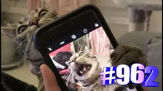 Минутка позитива с кошками 😍💓😻🐾