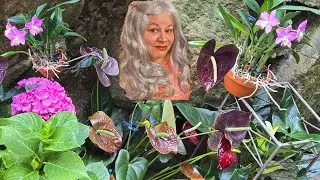 Cuida tus Cattleyas así y siempre tendran flores.