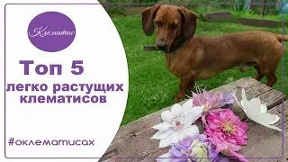 🌺 Топ 5 легко растущих клематисов, лучшие сорта клематисов