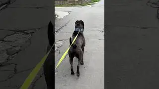 Тор сменил караул с Юго😅 