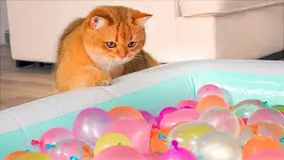 What Can't Cats Walk On? #35