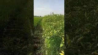 Cabe rawit lokal, di pesisir selatan Kebumen