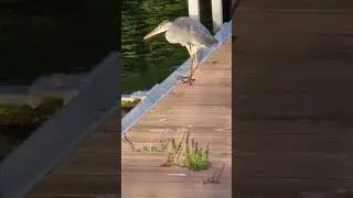 Graureiher sucht Frühstück 2