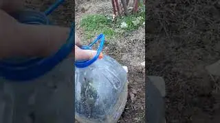 Продолжение видио от29 апреля! Как выглядит сад после обрезки деревьев! Как перезимовали розы!