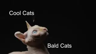 Cool Cats - Bald Cats
