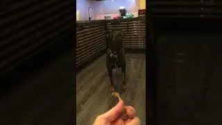 Ротвейлер просит косточку