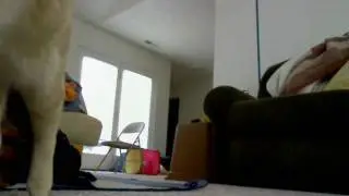 Cute Kitten Old Greg Plays Fetch