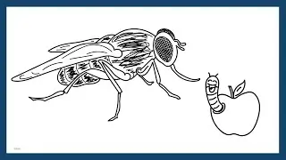 Spontaneous Generation
