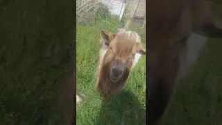 La capra tibetana💋😜