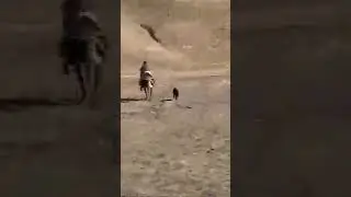 бехтарин аспи бузкаш