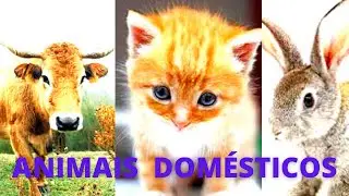 🐂ANIMAIS DOMÉSTICOS   Exemplos de Animais Domésticos.